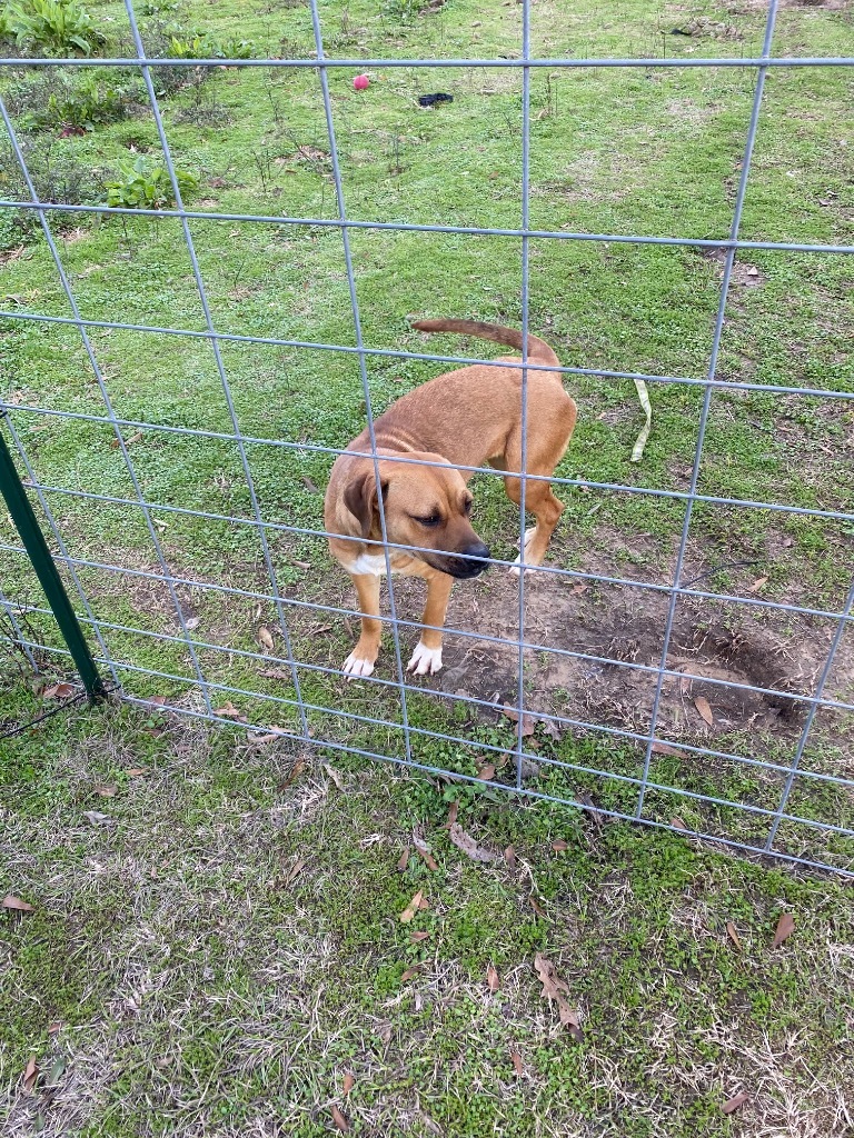 Sadie, an adoptable Black Mouth Cur, Mixed Breed in St. Francisville, LA, 70775 | Photo Image 3