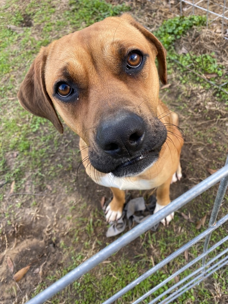 Sadie, an adoptable Black Mouth Cur, Mixed Breed in St. Francisville, LA, 70775 | Photo Image 4