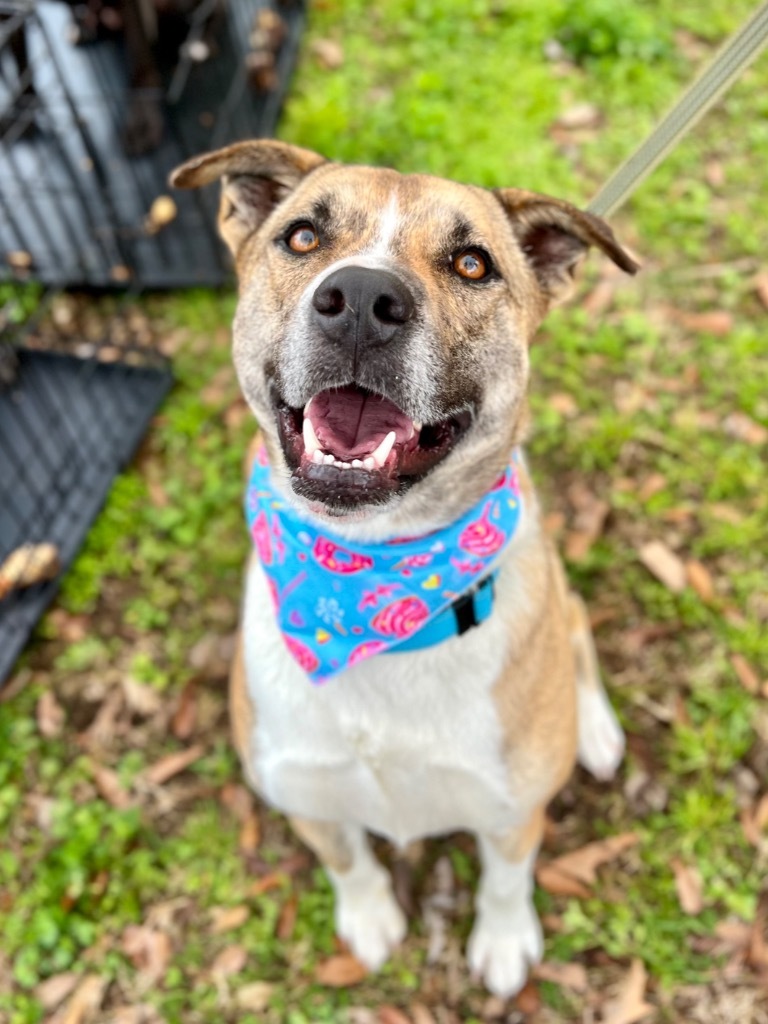Oakley, an adoptable Akita, Mountain Cur in St. Francisville, LA, 70775 | Photo Image 1