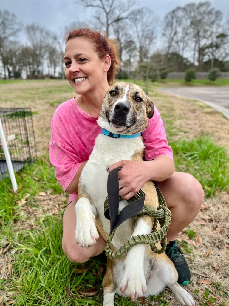 Oakley, an adoptable Akita, Mountain Cur in St. Francisville, LA, 70775 | Photo Image 3