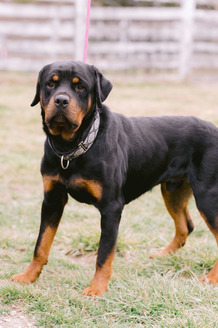 Petfinder rottweiler store