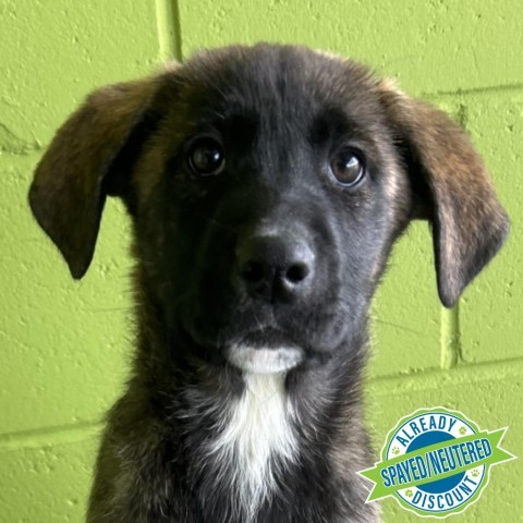 Ash, an adoptable Mixed Breed in Las Cruces, NM, 88012 | Photo Image 1