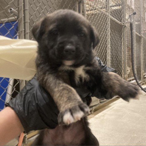 Ash, an adoptable Mixed Breed in Las Cruces, NM, 88012 | Photo Image 2