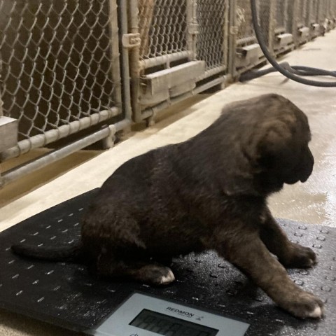 Ash, an adoptable Mixed Breed in Las Cruces, NM, 88012 | Photo Image 4