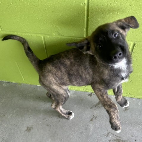 Ash, an adoptable Mixed Breed in Las Cruces, NM, 88012 | Photo Image 5