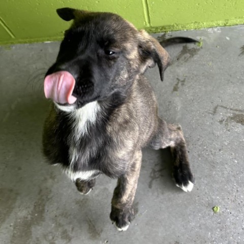 Ash, an adoptable Mixed Breed in Las Cruces, NM, 88012 | Photo Image 6