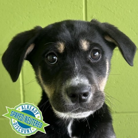 Clover, an adoptable Mixed Breed in Las Cruces, NM, 88012 | Photo Image 1