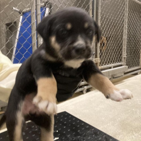 Clover, an adoptable Mixed Breed in Las Cruces, NM, 88012 | Photo Image 2