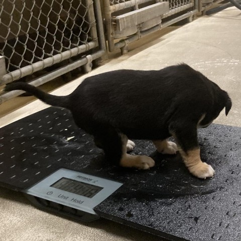 Clover, an adoptable Mixed Breed in Las Cruces, NM, 88012 | Photo Image 4