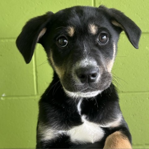 Clover, an adoptable Mixed Breed in Las Cruces, NM, 88012 | Photo Image 5