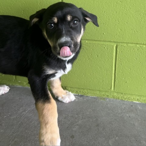 Clover, an adoptable Mixed Breed in Las Cruces, NM, 88012 | Photo Image 6