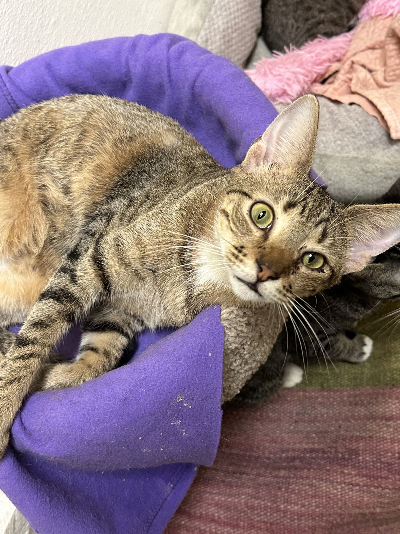 Scorpio, an adoptable Domestic Short Hair in Jackson, MS, 39213 | Photo Image 1