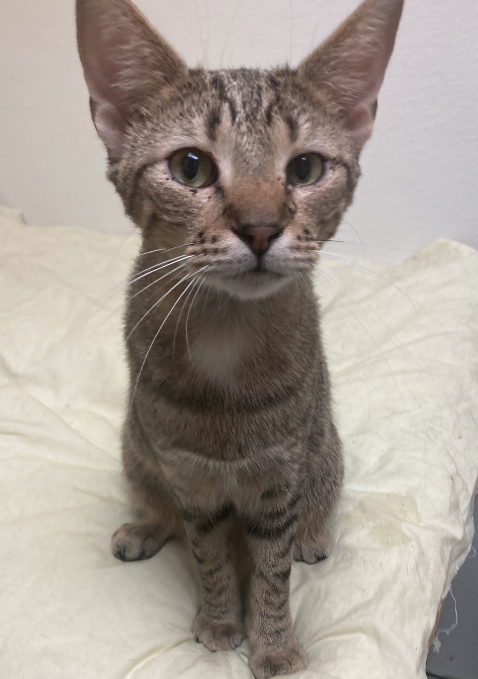 Scorpio, an adoptable Domestic Short Hair in Jackson, MS, 39213 | Photo Image 2