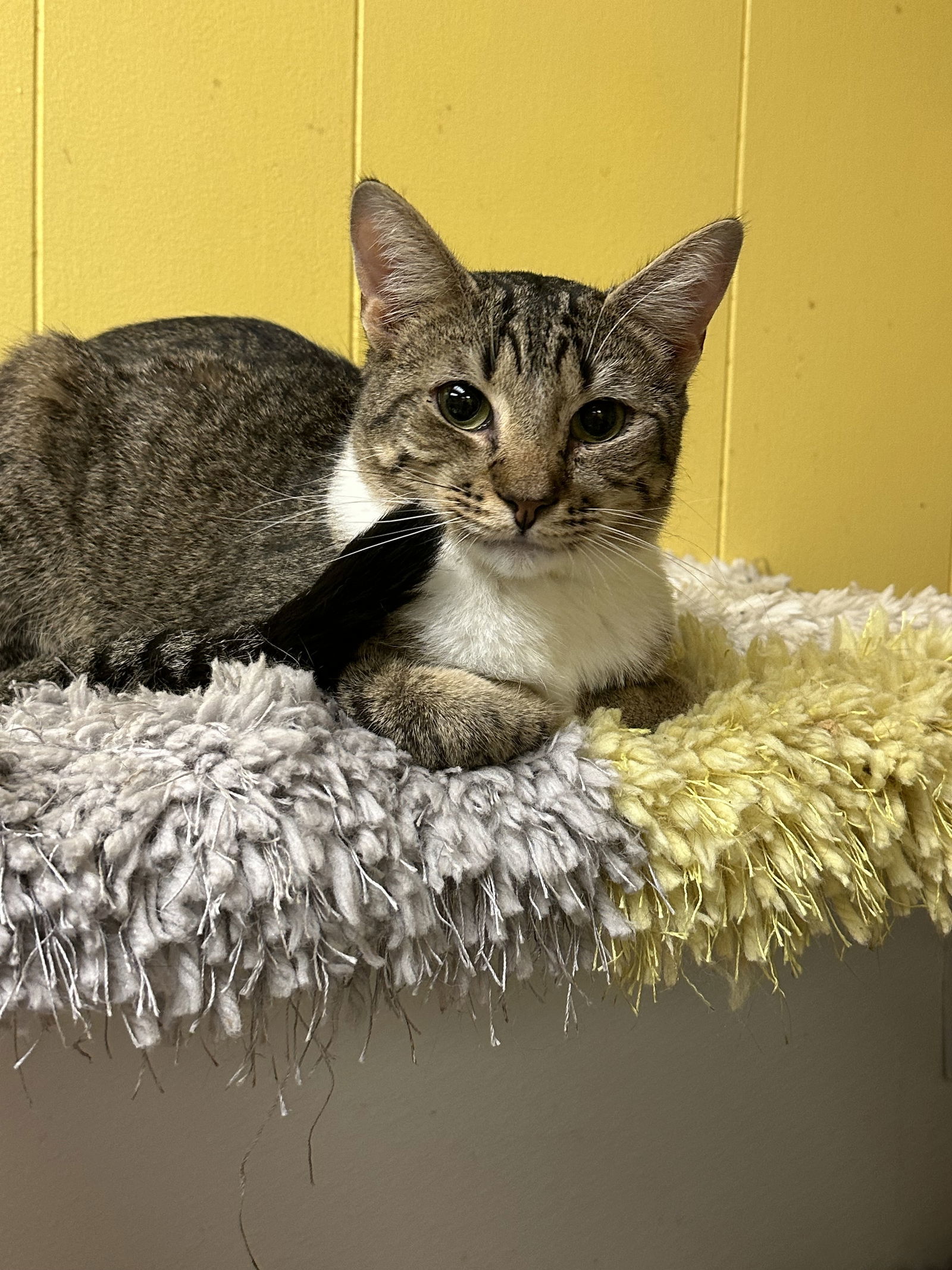 Taurus, an adoptable Domestic Short Hair in Jackson, MS, 39213 | Photo Image 1