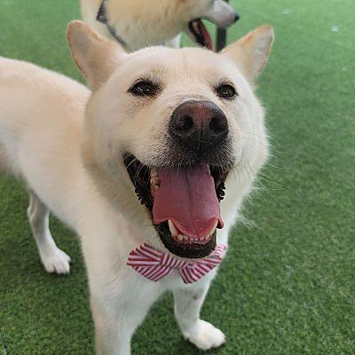 Jindo deals for adoption