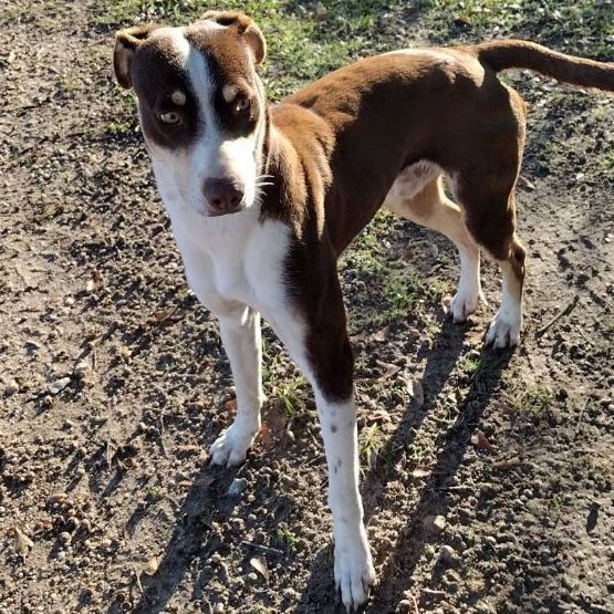 Mountain cur cheap whippet mix