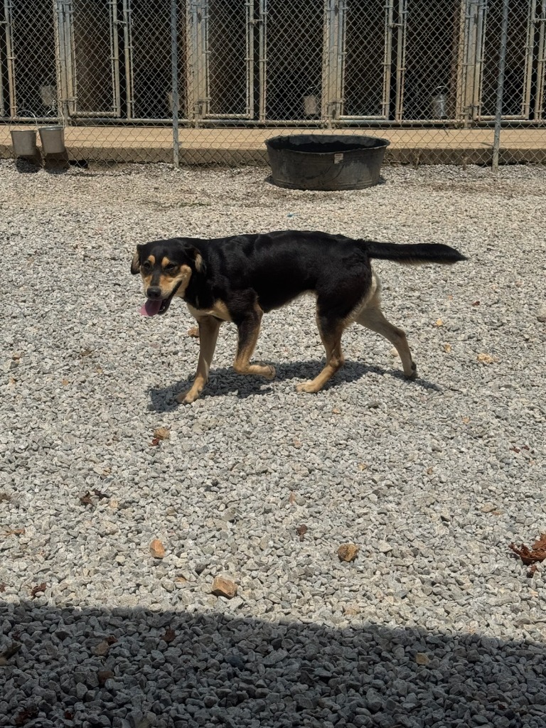 Roxy, an adoptable Labrador Retriever in Batesville, AR, 72501 | Photo Image 1