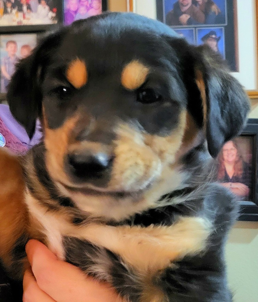 Roxy, an adoptable Labrador Retriever in Batesville, AR, 72501 | Photo Image 2