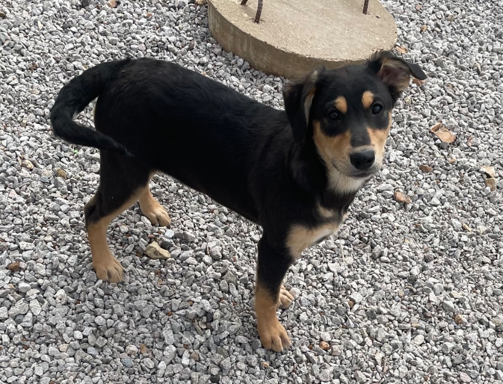 Roxy, an adoptable Labrador Retriever in Batesville, AR, 72501 | Photo Image 3