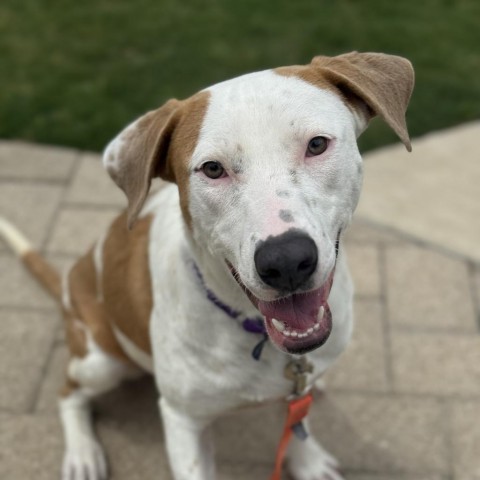 Dog for adoption - Mia, an American Staffordshire Terrier & Dalmatian ...