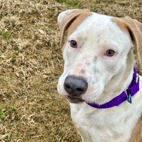 Dog for adoption - Mia, an American Staffordshire Terrier & Dalmatian ...