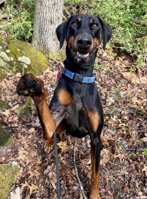 Diesel the Doberman Louisiana