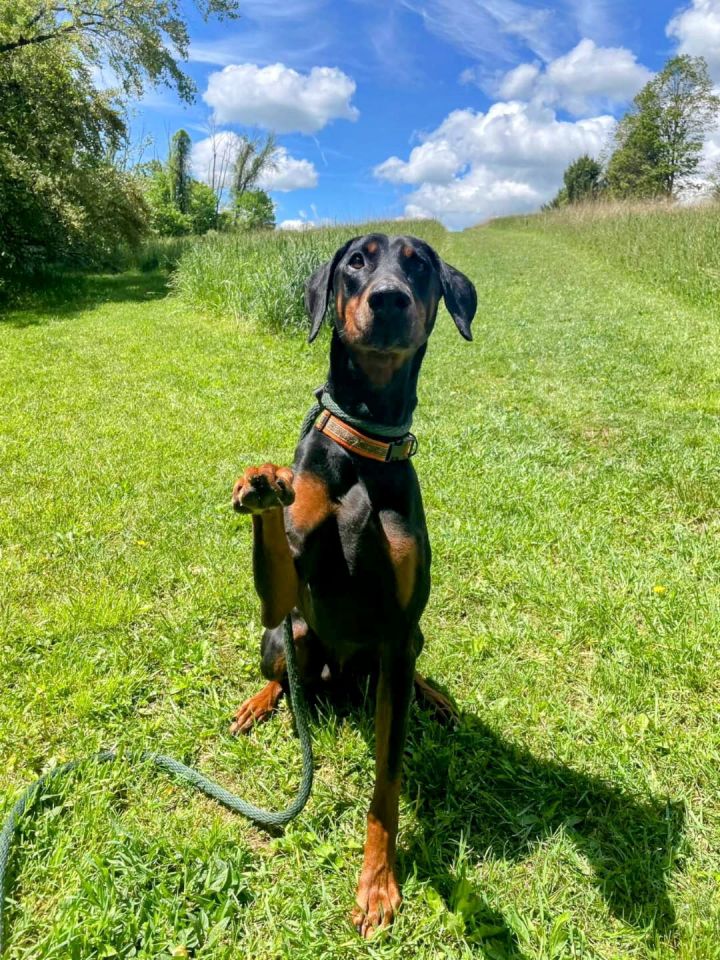 Diesel the Doberman Louisiana 2