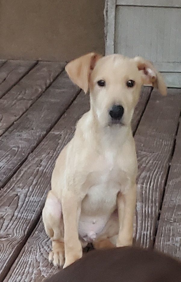 Wubzy, an adopted Labrador Retriever Mix in Saint Augustine, FL_image-1