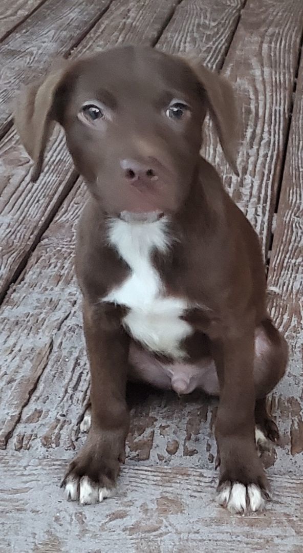 Buford, an adopted Labrador Retriever Mix in Saint Augustine, FL_image-1