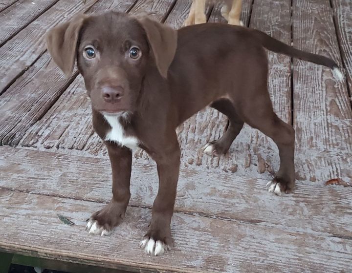 Buford, an adopted Labrador Retriever Mix in Saint Augustine, FL_image-2