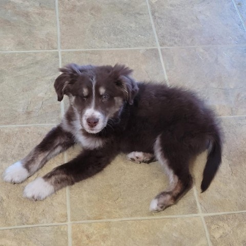 Dog for adoption - Willow, an Australian Shepherd & Chocolate Labrador ...