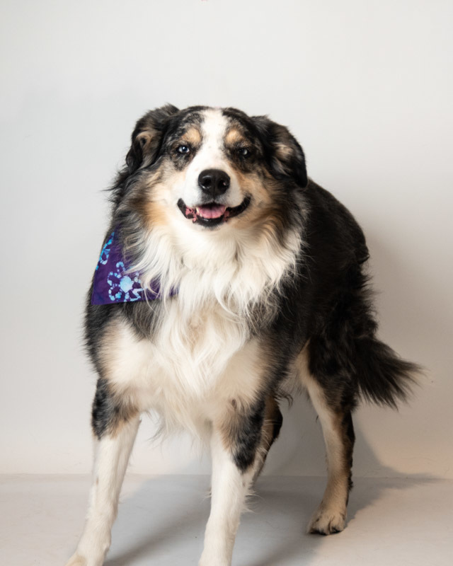 Petfinder best sale australian shepherd