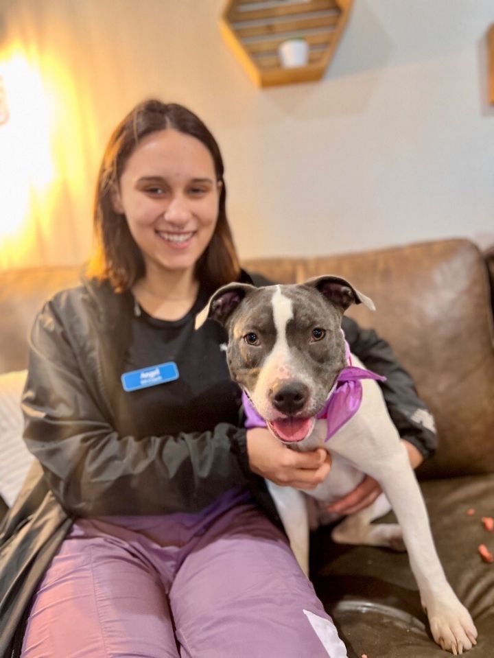 Dog for adoption - Heather Oreo, a Pit Bull Terrier & Blue Lacy Mix in ...
