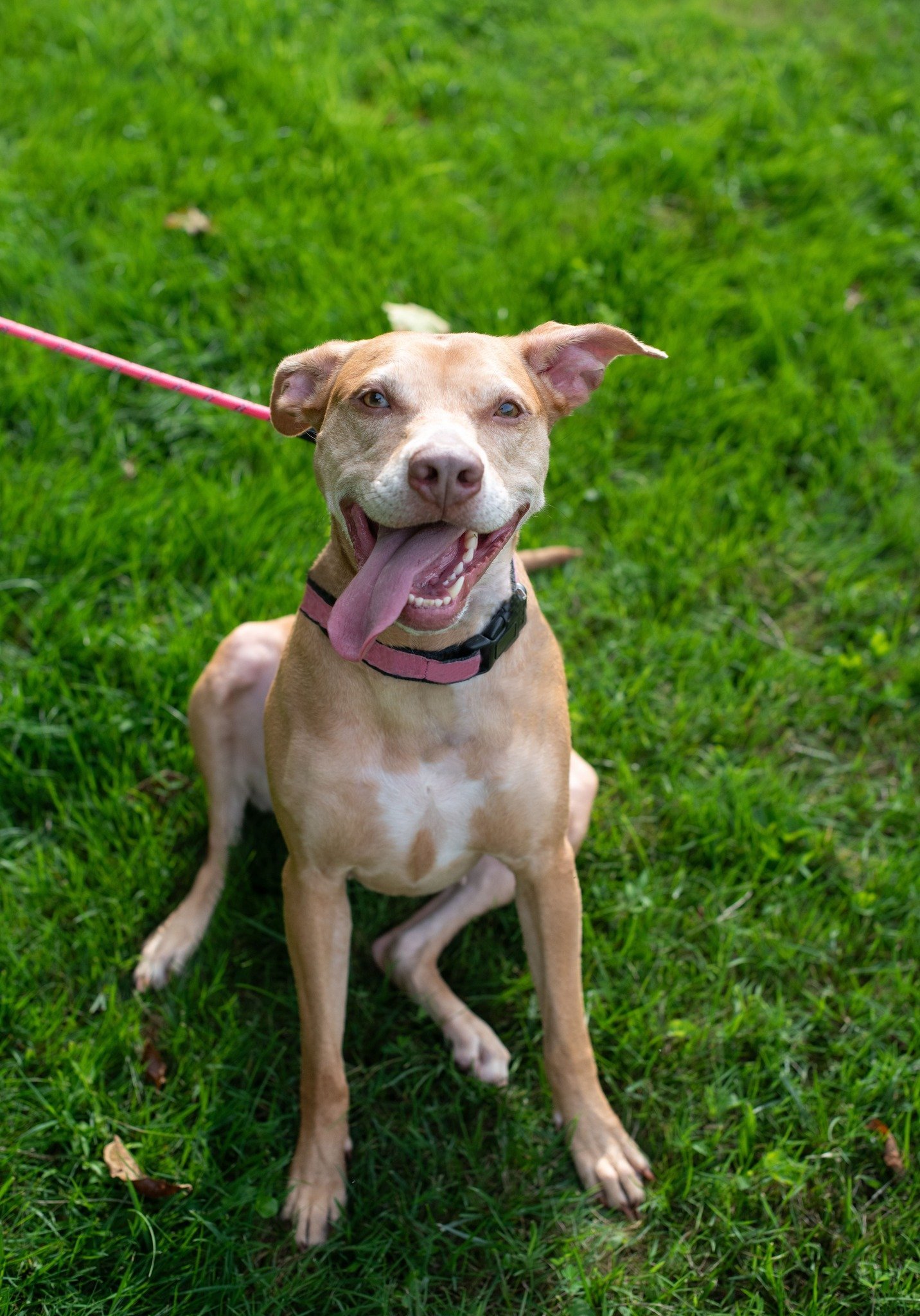 Skylar, an adoptable Vizsla, Terrier in Arlington, VA, 22204 | Photo Image 1