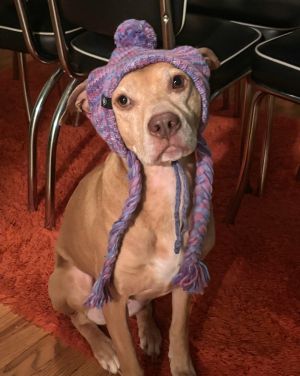 Skylar - ADOPTED!, Adult Female Vizsla