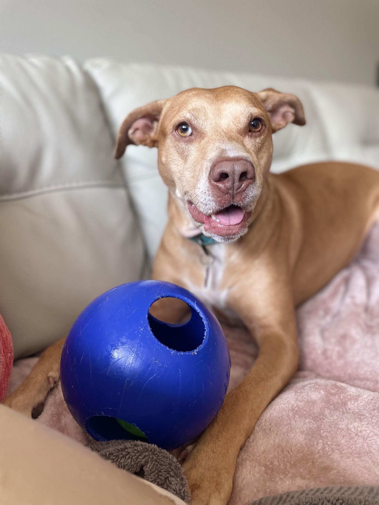 Skylar, an adoptable Vizsla, American Staffordshire Terrier in Arlington, VA, 22204 | Photo Image 2