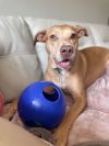 Skylar - ADOPTED! photo 2