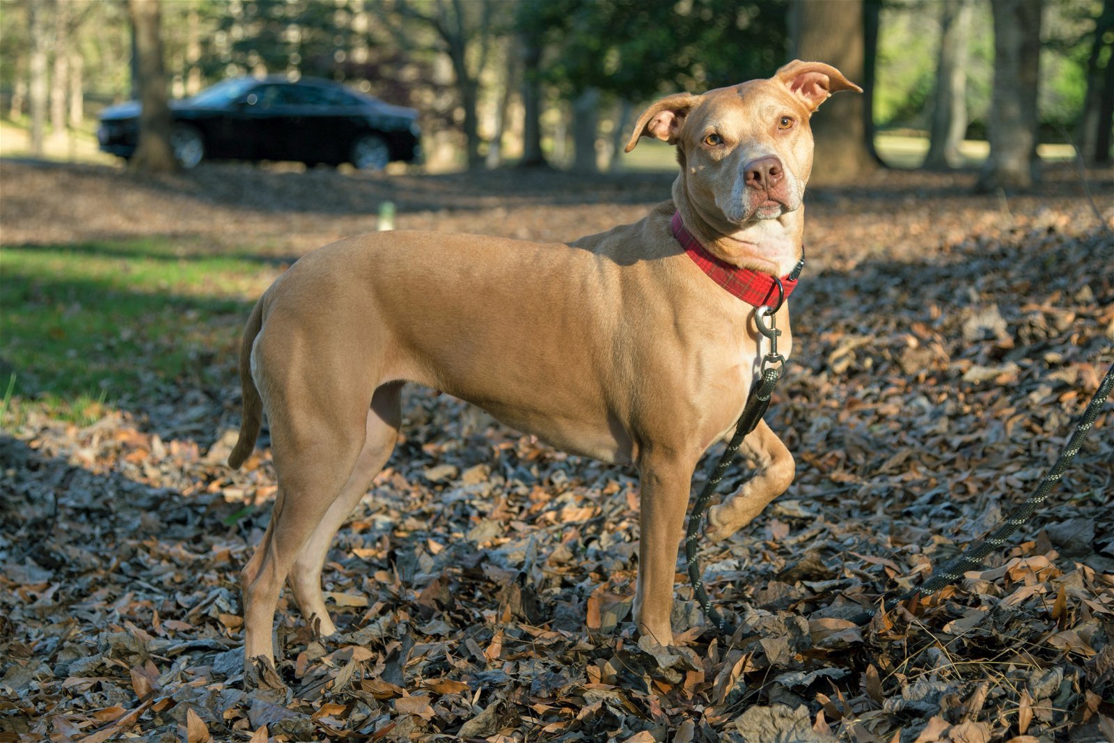 Skylar, an adoptable Vizsla, Terrier in Arlington, VA, 22204 | Photo Image 3