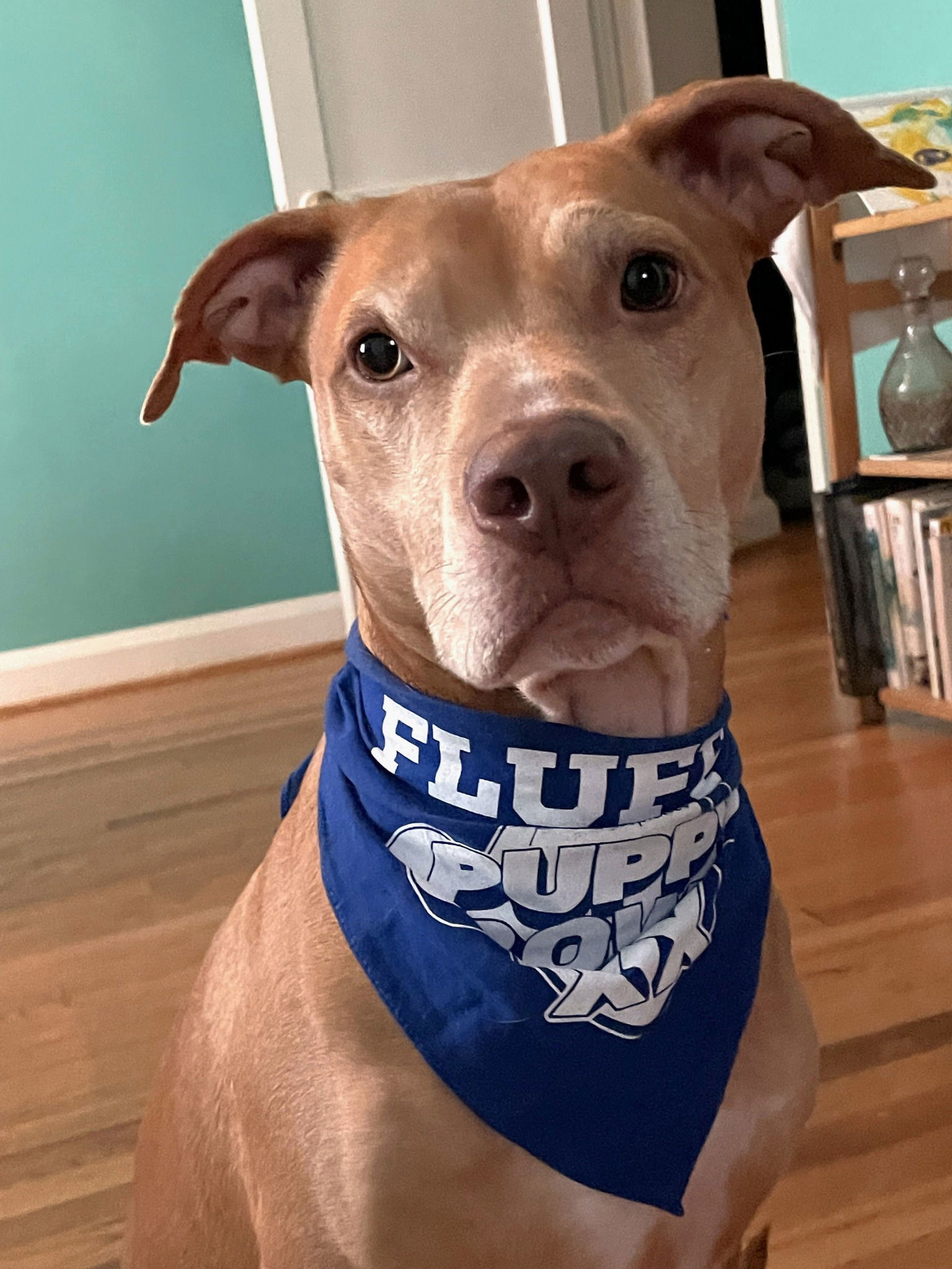 Skylar, an adoptable Vizsla, American Staffordshire Terrier in Arlington, VA, 22204 | Photo Image 3