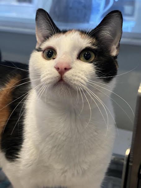 Grumpysauras, an adoptable Domestic Short Hair in Lincoln, CA, 95648 | Photo Image 1