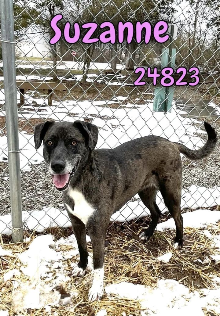 Black sales oak catahoulas