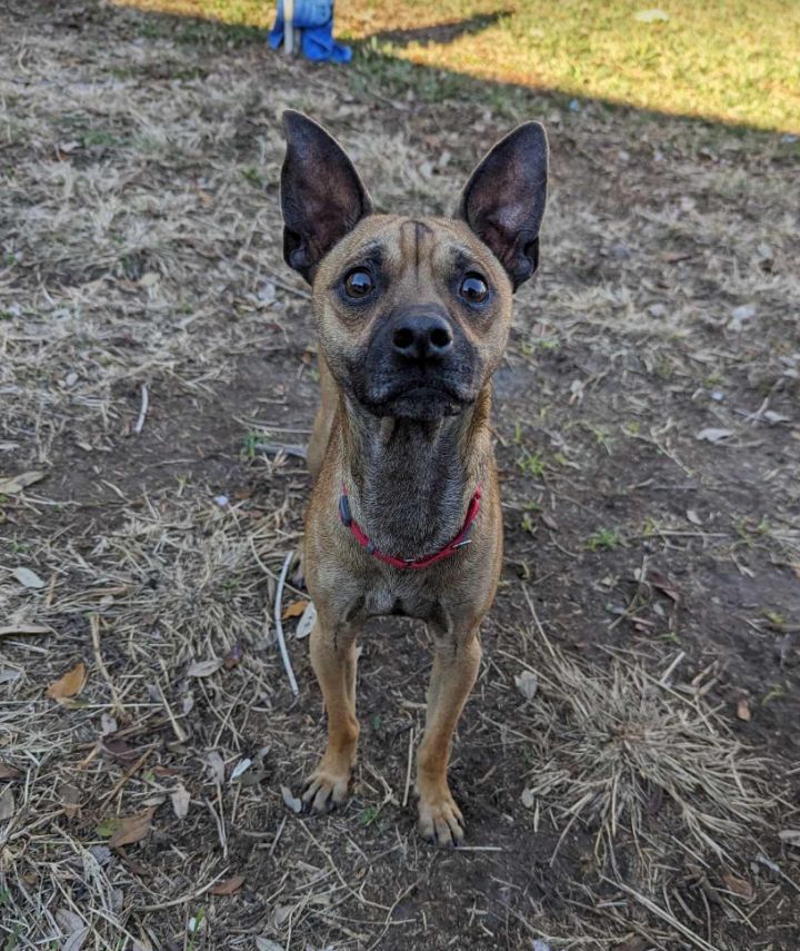 Silver clearance merle chihuahua