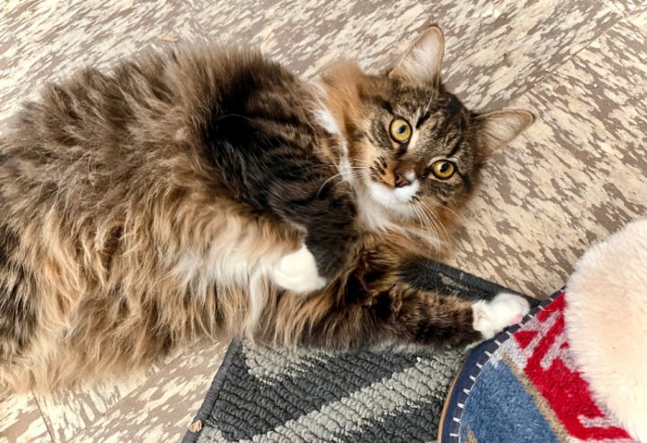 Truffle , an adoptable Domestic Long Hair in Williamsburg, NM_image-1