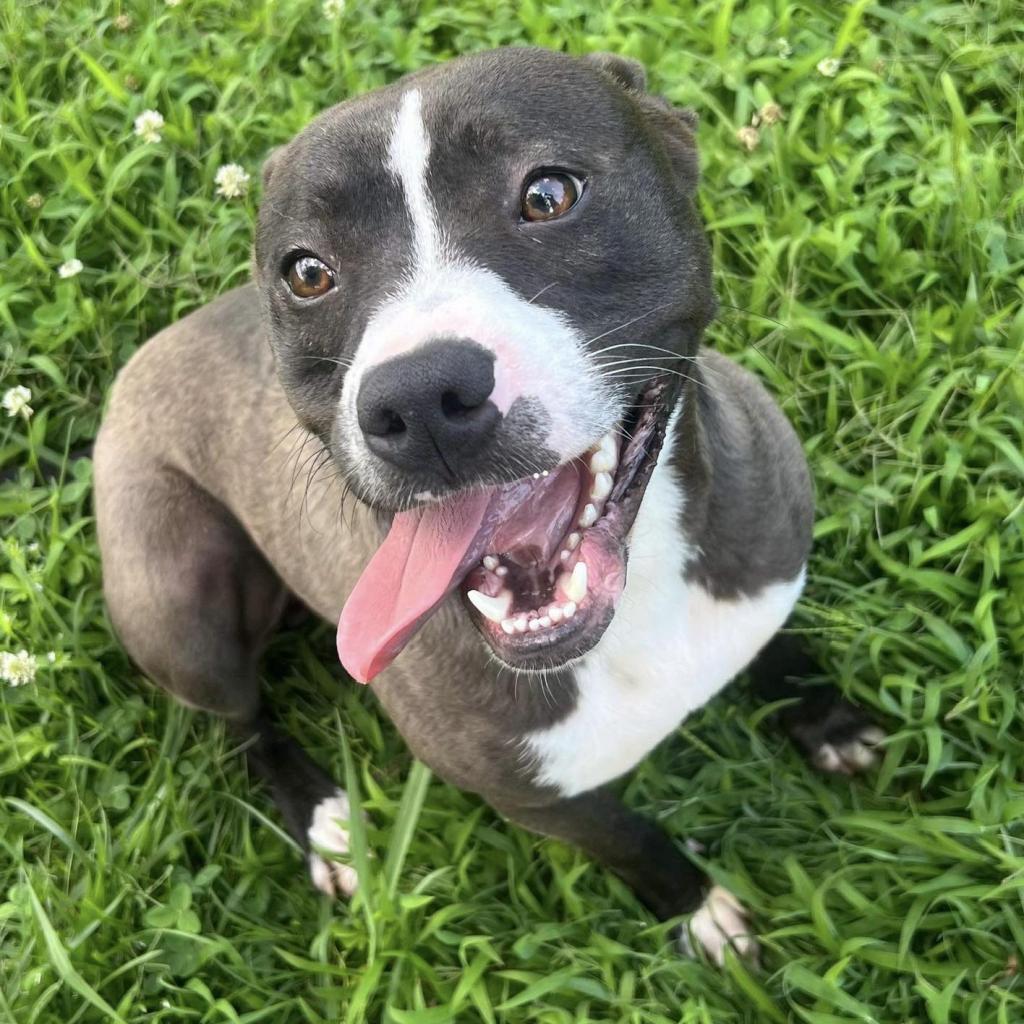 Gabe, an adoptable Mixed Breed in Caryville, TN, 37714 | Photo Image 1