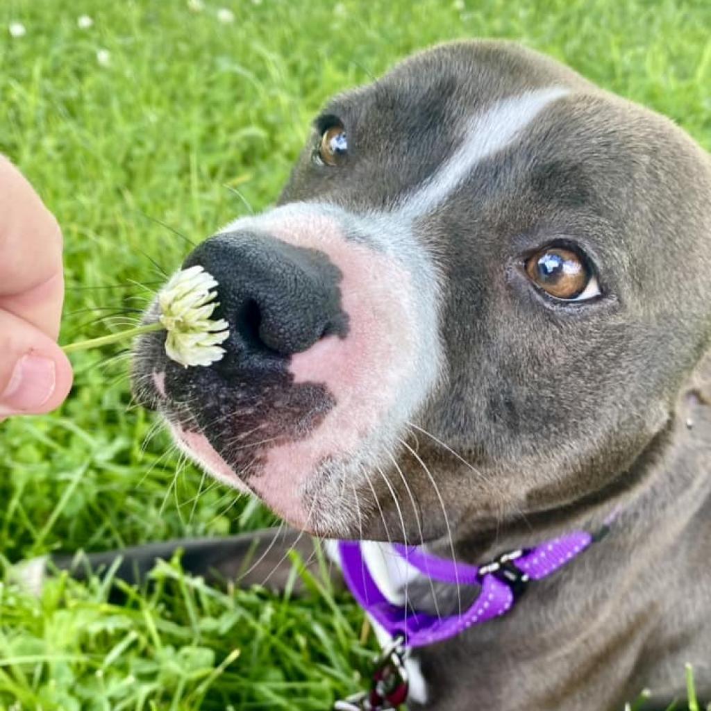 Gabe, an adoptable Mixed Breed in Caryville, TN, 37714 | Photo Image 2