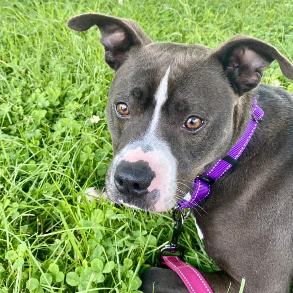Gabe, an adoptable Mixed Breed in Caryville, TN, 37714 | Photo Image 3