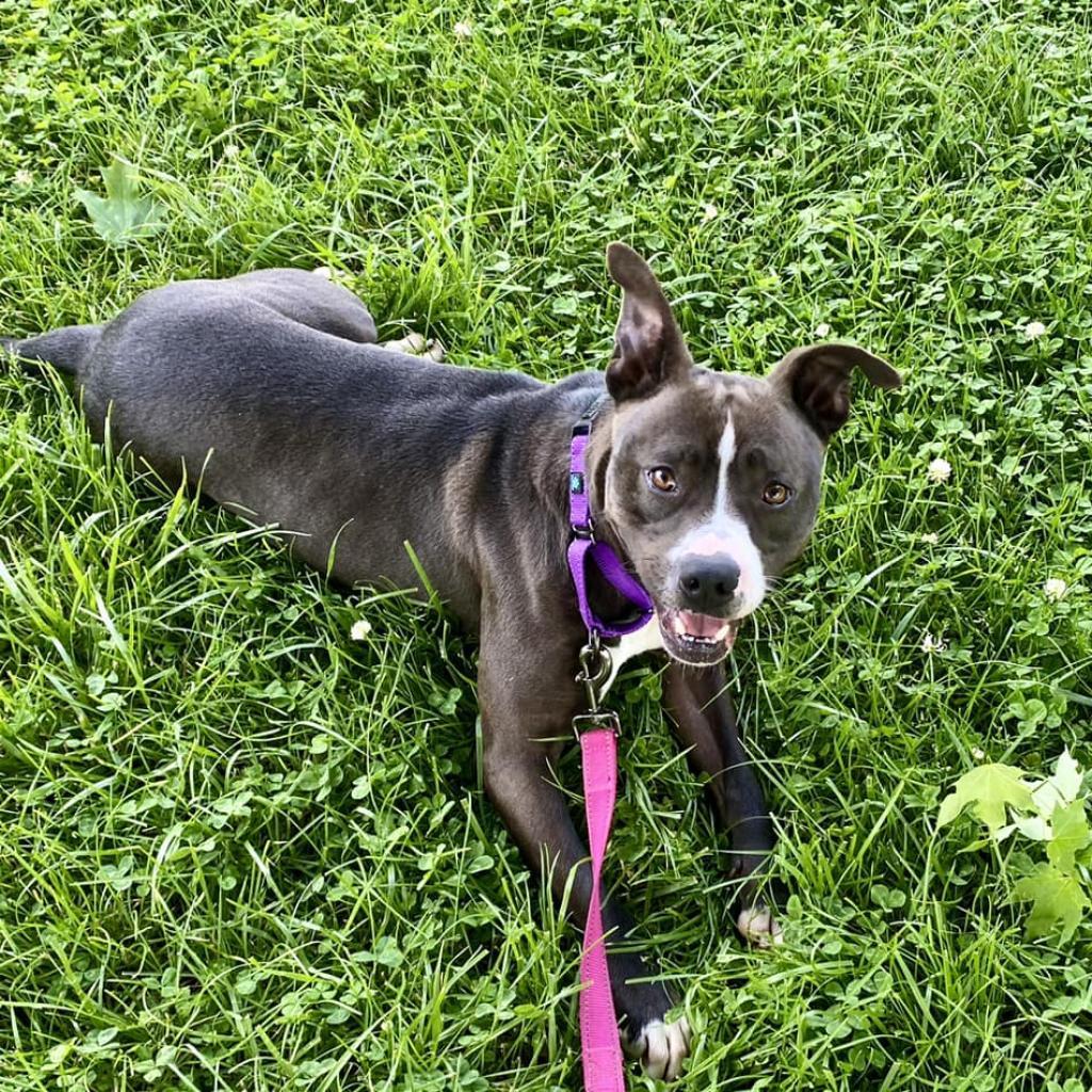 Gabe, an adoptable Mixed Breed in Caryville, TN, 37714 | Photo Image 4