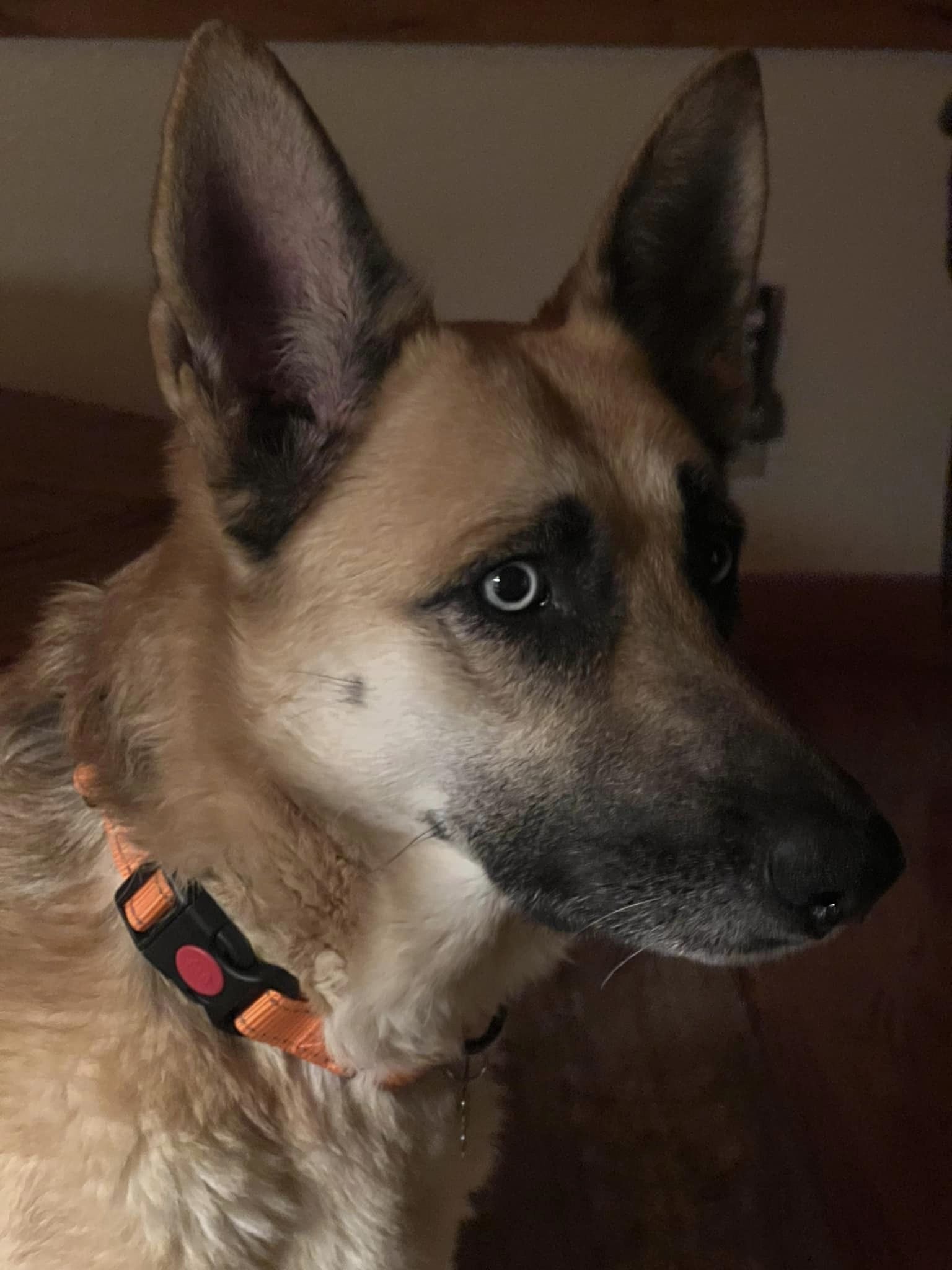 Maddie, an adoptable German Shepherd Dog in Polson, MT, 59860 | Photo Image 1