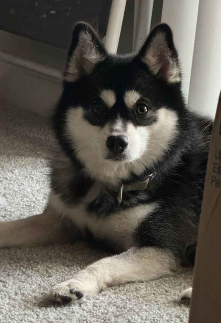 Petfinder pomsky 2024