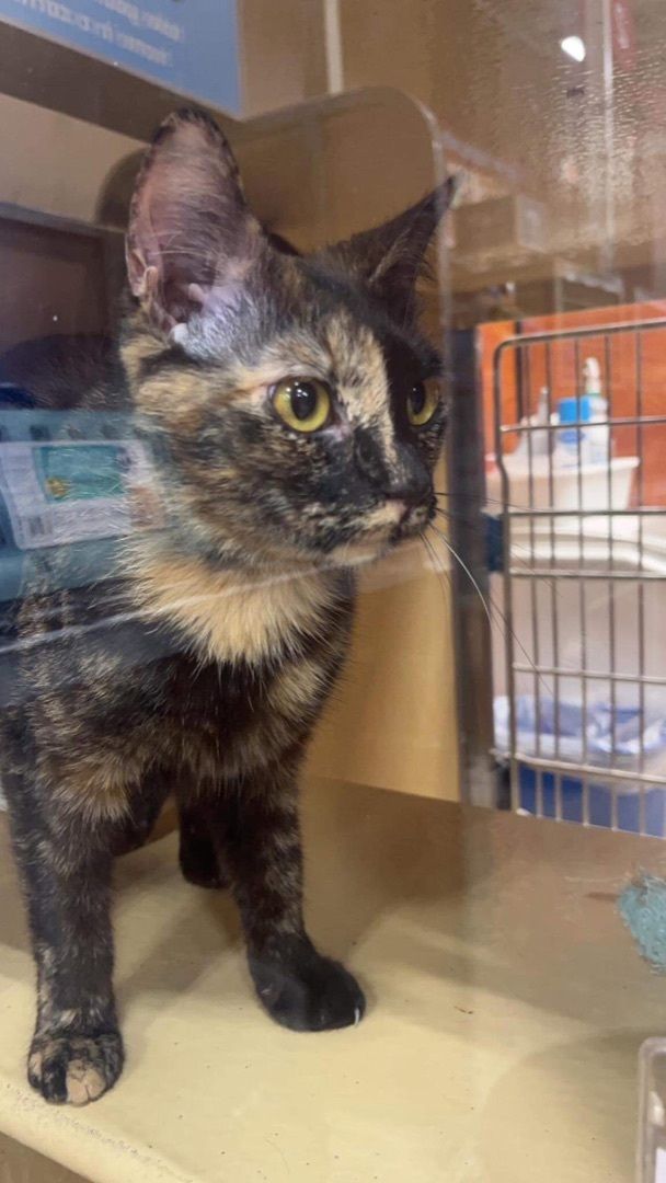 Cat for adoption Cha Cha a Calico in Columbia SC Petfinder